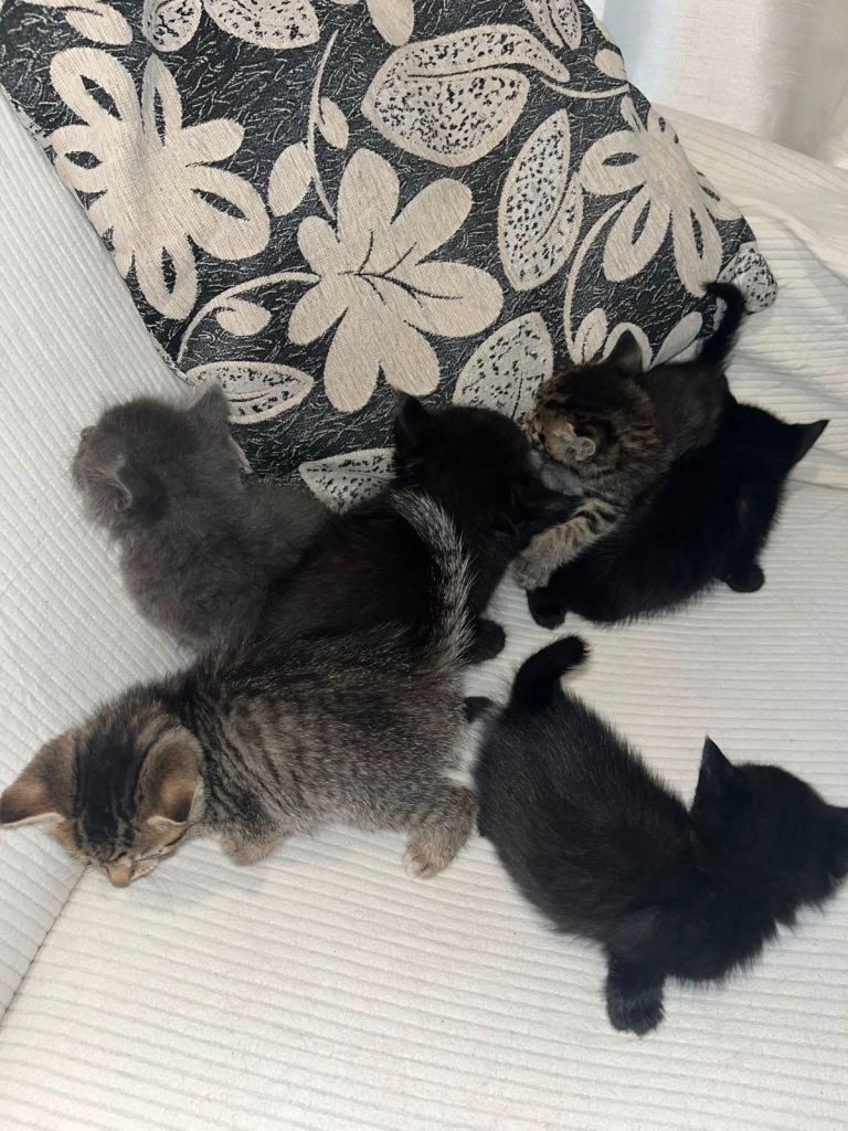 🐾 Adorable Kittens Looking for Loving Homes 🐱