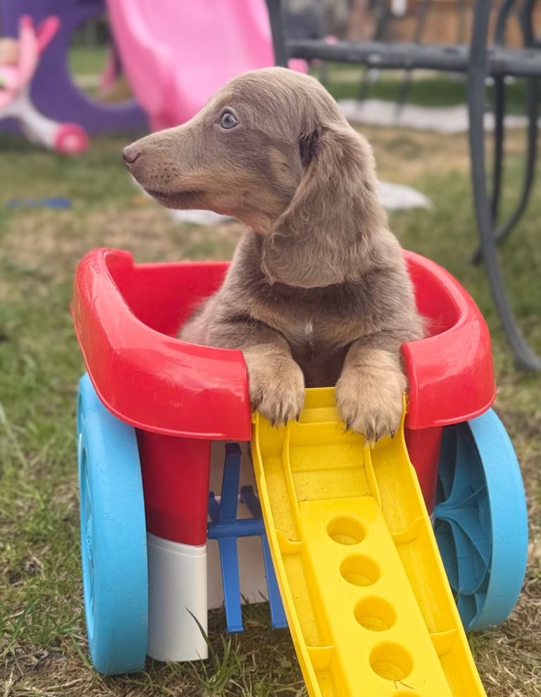 Miniature Dachsund Boys