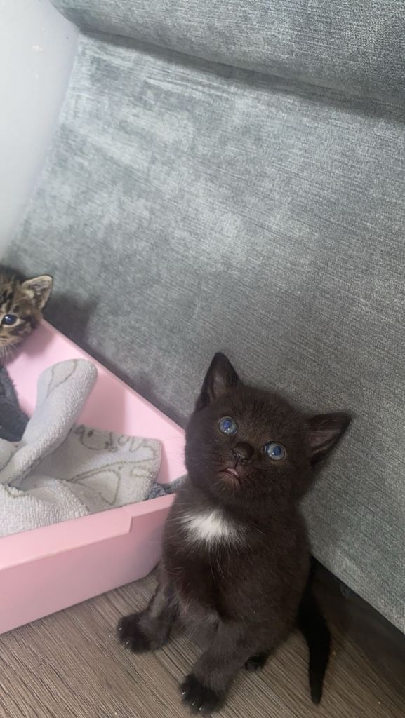 Kittens