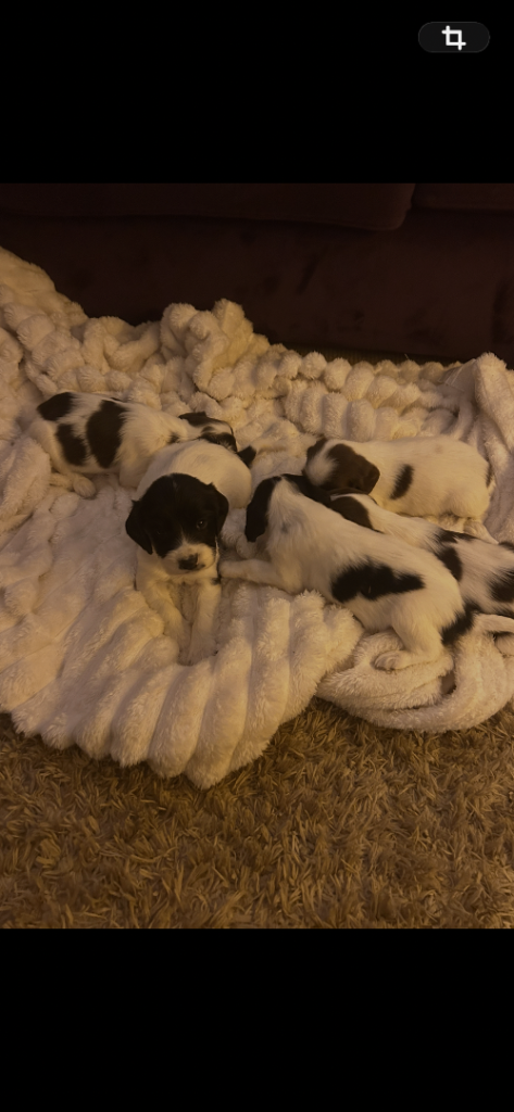 Gorgeous Springer Spaniel Puppies 