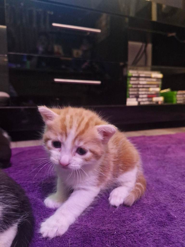 Maincoon cross kittens for sale