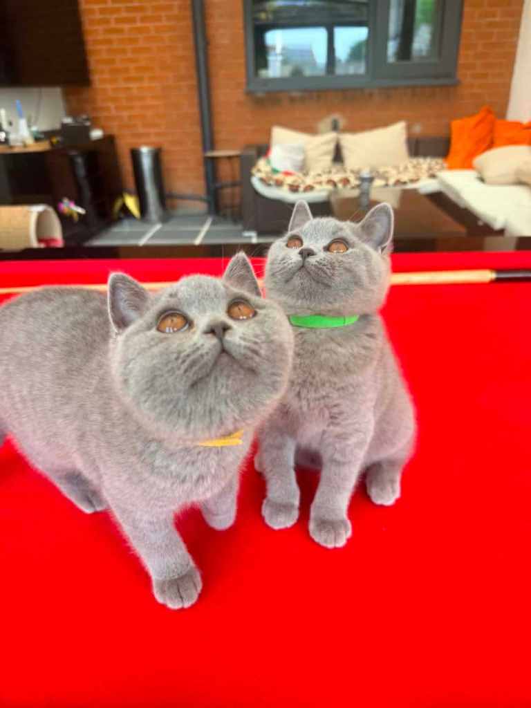 2 GIRLS SISTERS READY - GCCF BRITISH SHORTHAIR