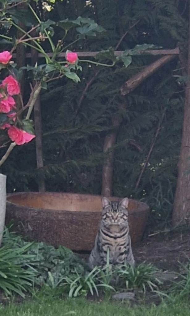 Cat- rehoming 