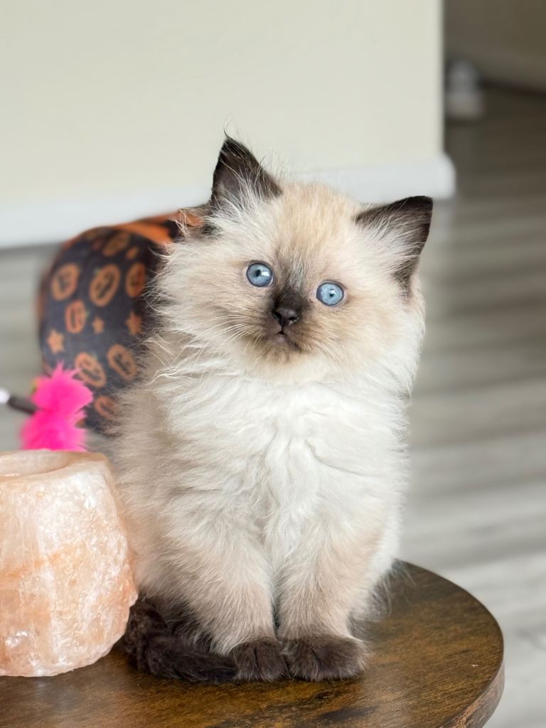 Mixed of Ragdoll & British Longhair 