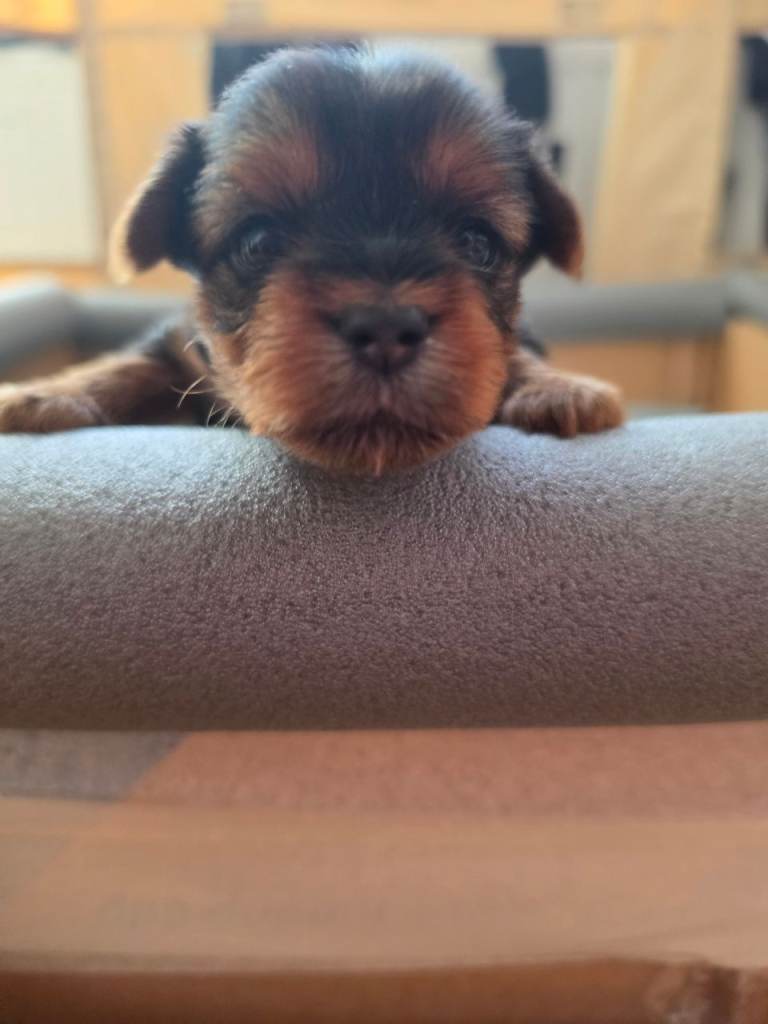 Yorkshire Terrier for sale