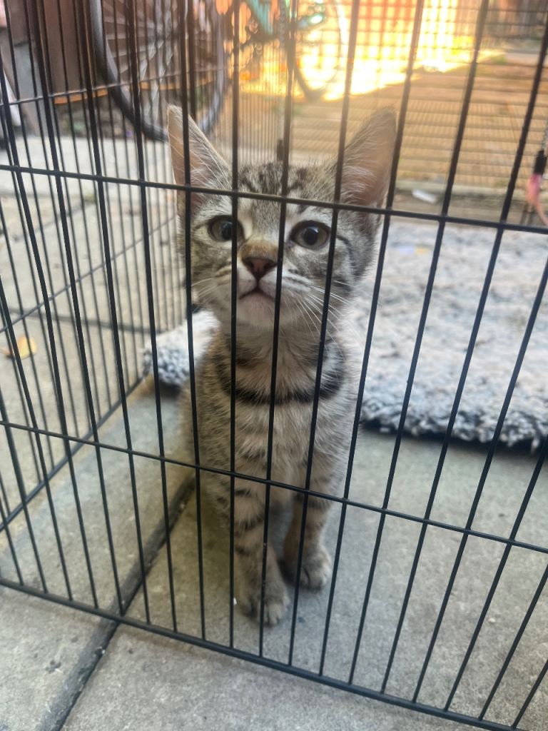 Kittens