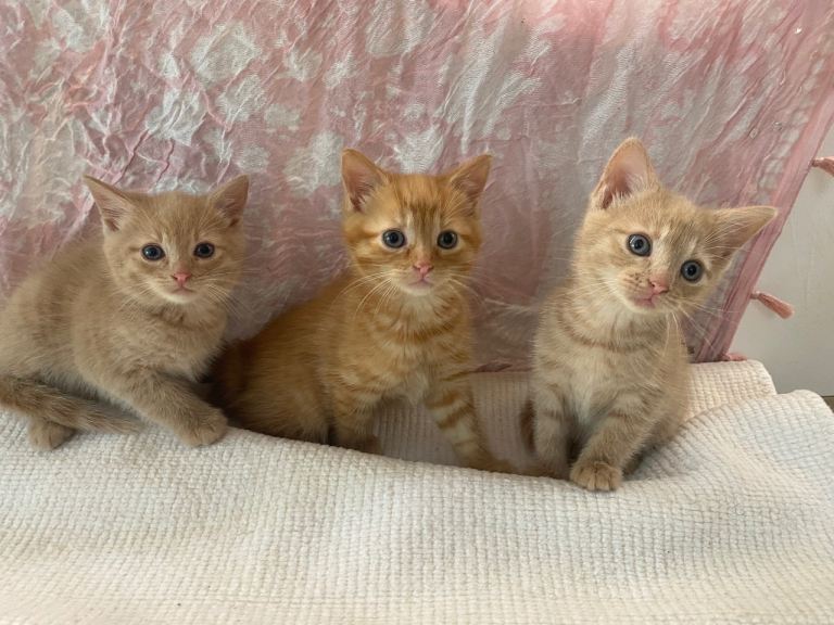Stunning GINGER &cream kittens ready now 