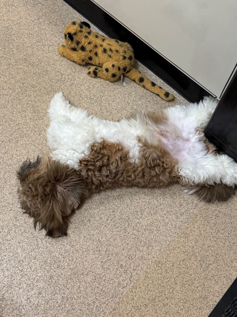 Shih tzu 5 months old to Sadly re-home 