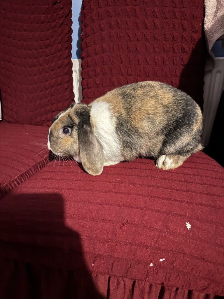 Stunning mini lop rabbit - Luna 