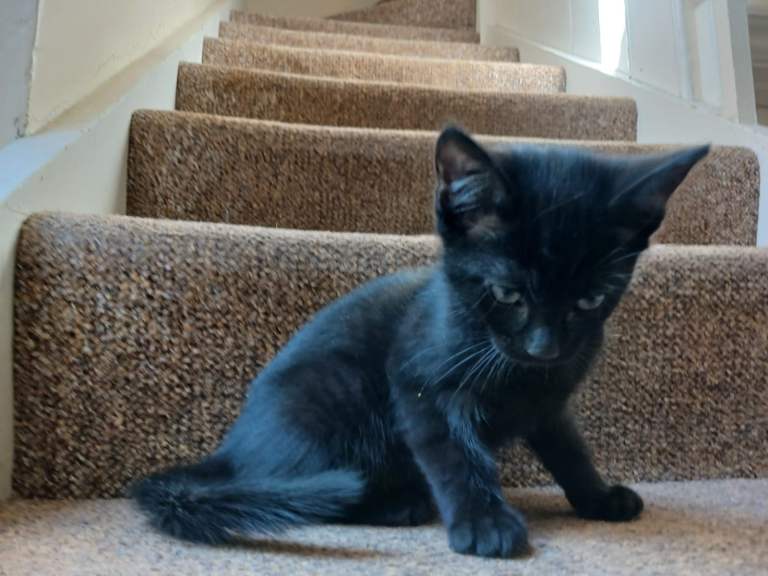 Kitten for sale