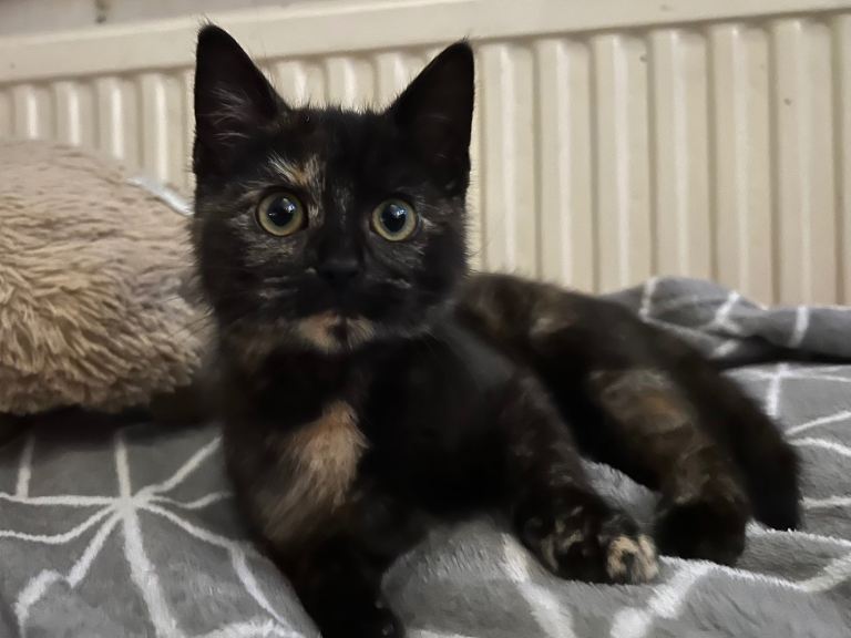 Gorgeous kittens ready for their forever homes