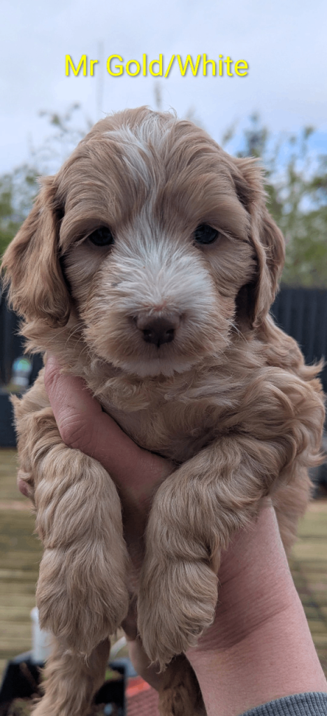 Australian Labradoodle/Cockapoo Pups