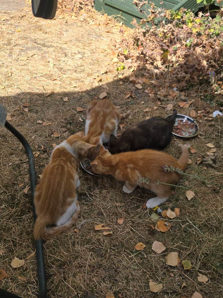 Original Ginger kitten