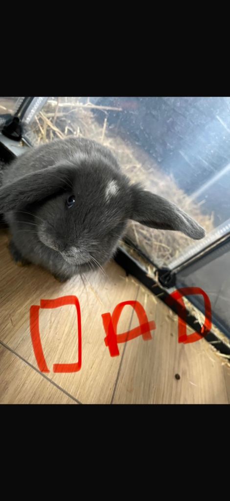 Baby rabbits 