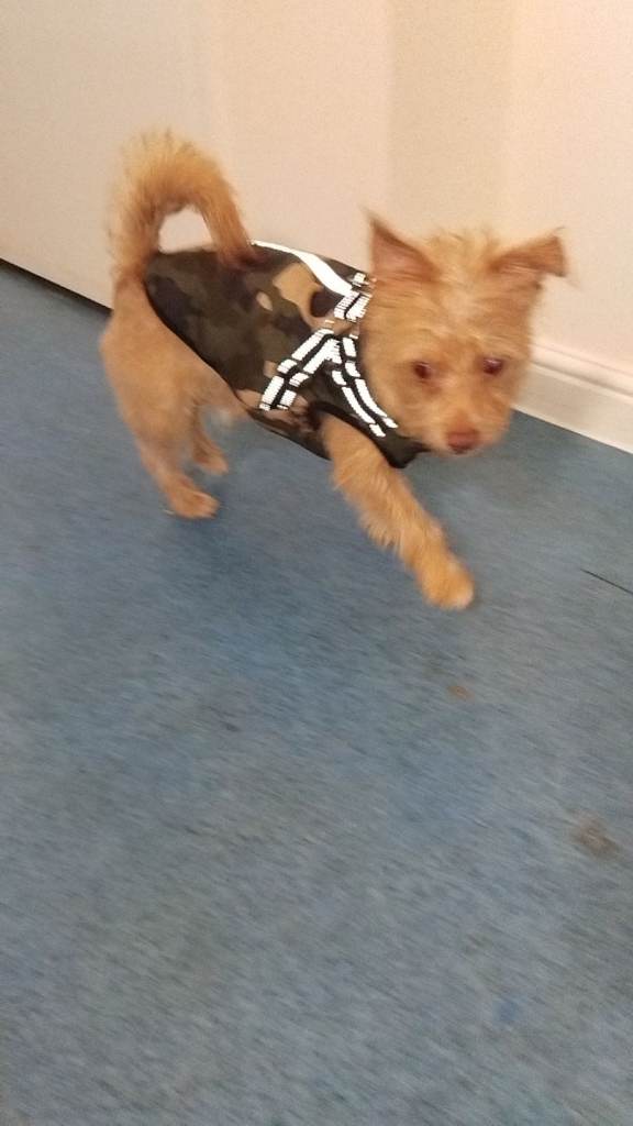 10 month jack Russell x 