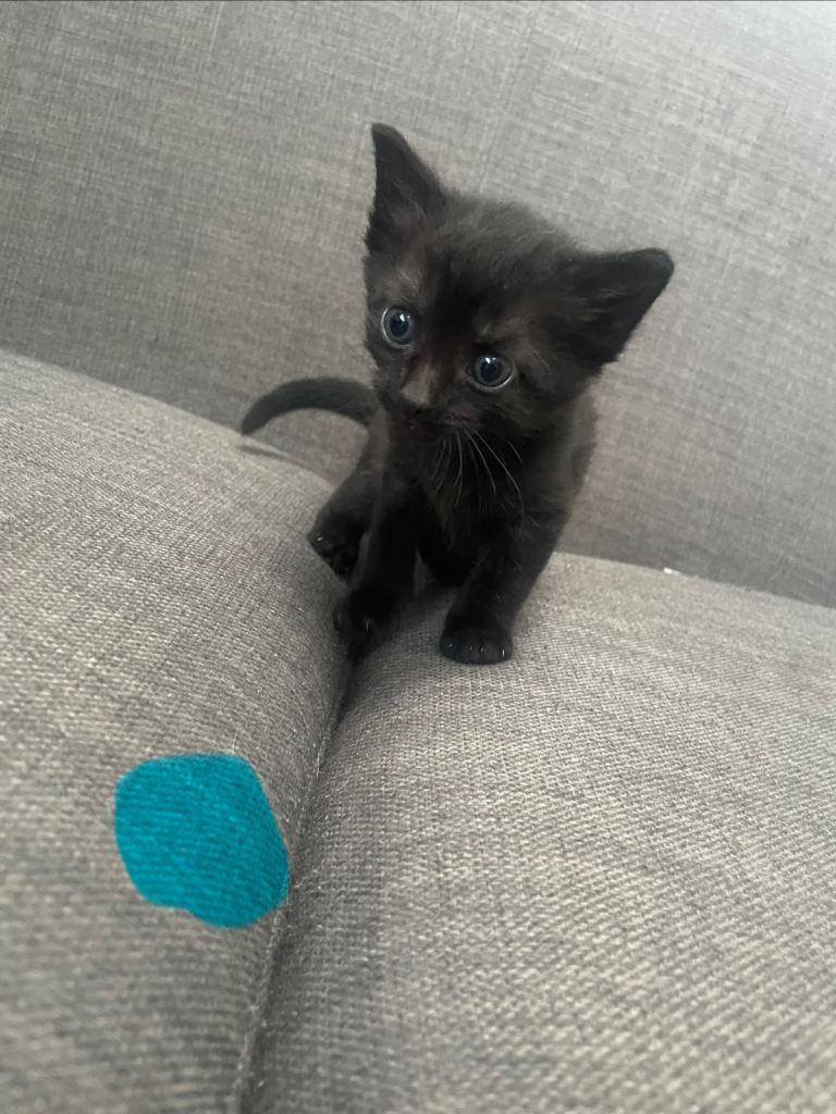 Kittens for sale 