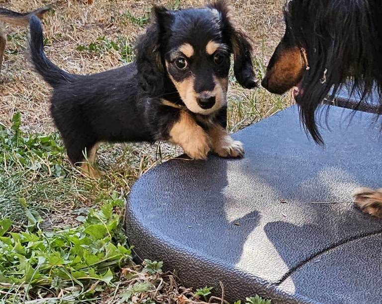 Kc miniature daschund longhaired
