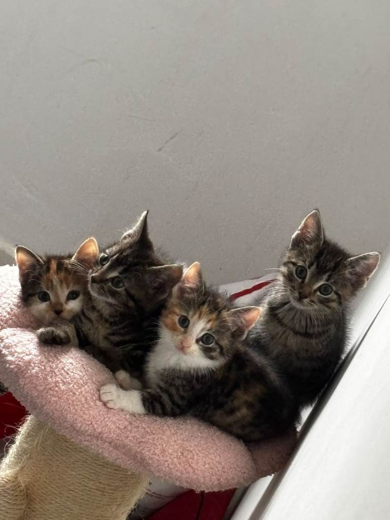 4 kittens for sale 8 weeks Old