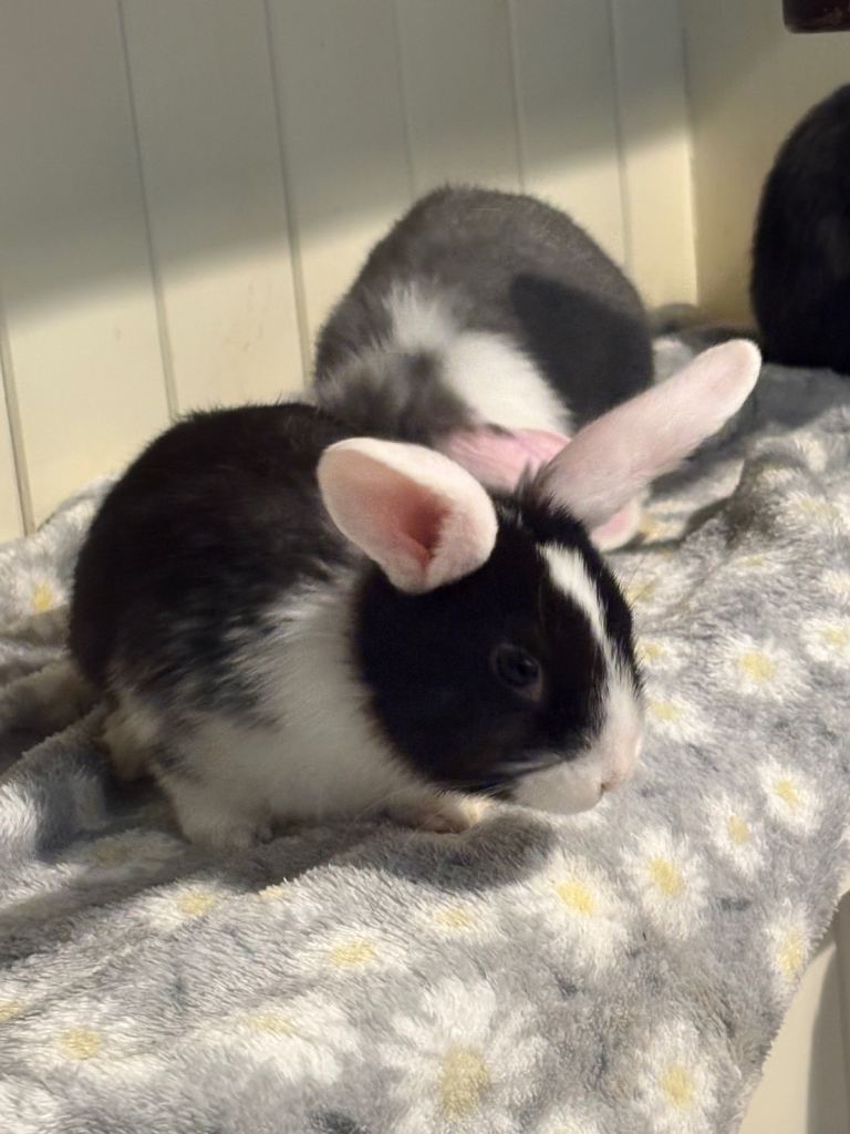 Rex x mini lop, raised indoors, vaccinated 