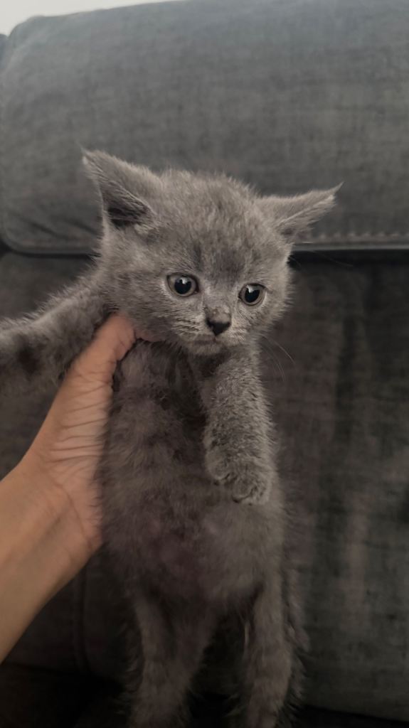 British shorthair kitten 