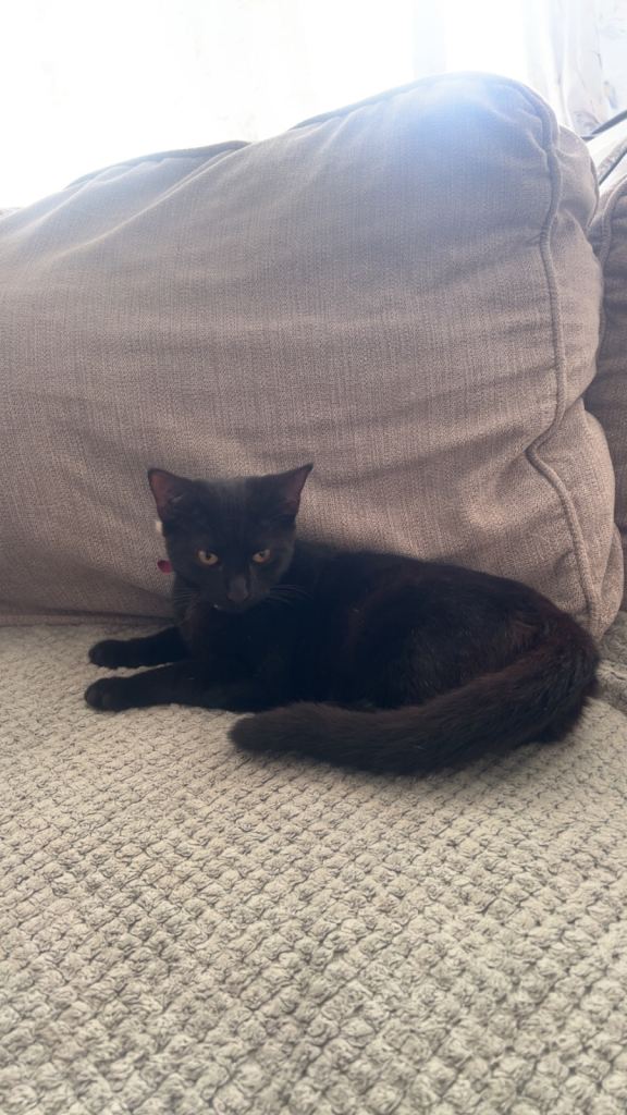 Six kittens to be rehomed