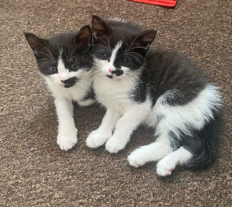 Cats