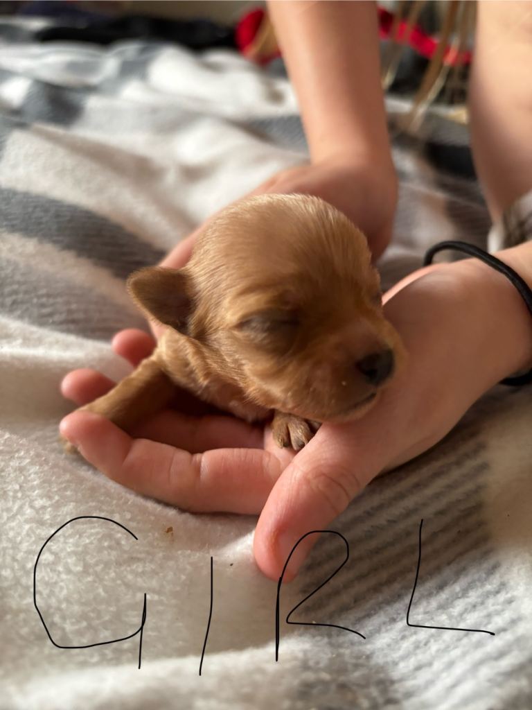 Gorgeous Yorkshire terriers (choco and gold dust)