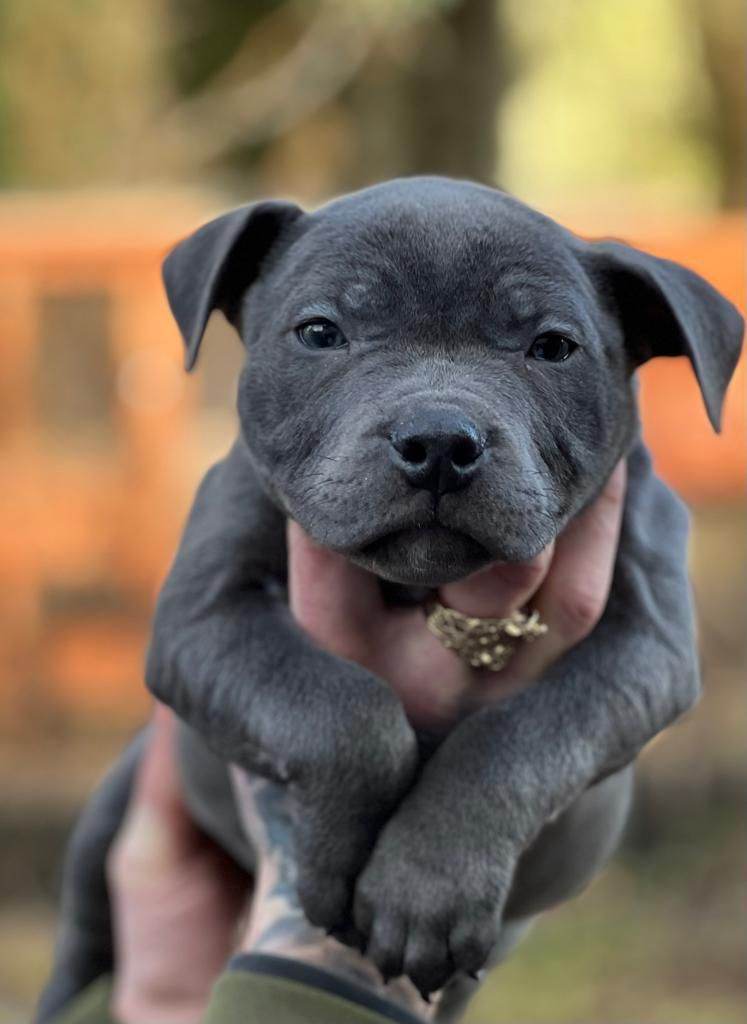 image for Classical pedigree staffy puppies for sale