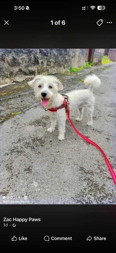 Daisy the Westiepoo 6months 