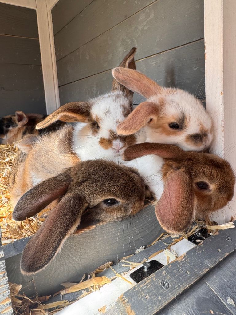 Mini lop bunnies for sale