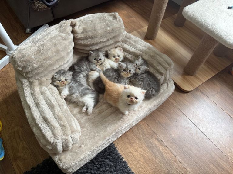 😻Adorable Persian Kittens😻