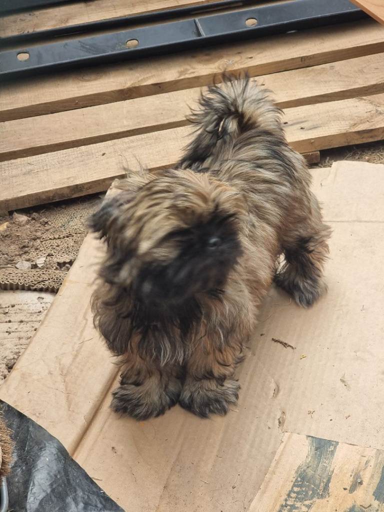 Shihtzu puppies for sale.