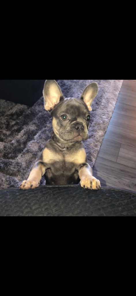 French bulldog 