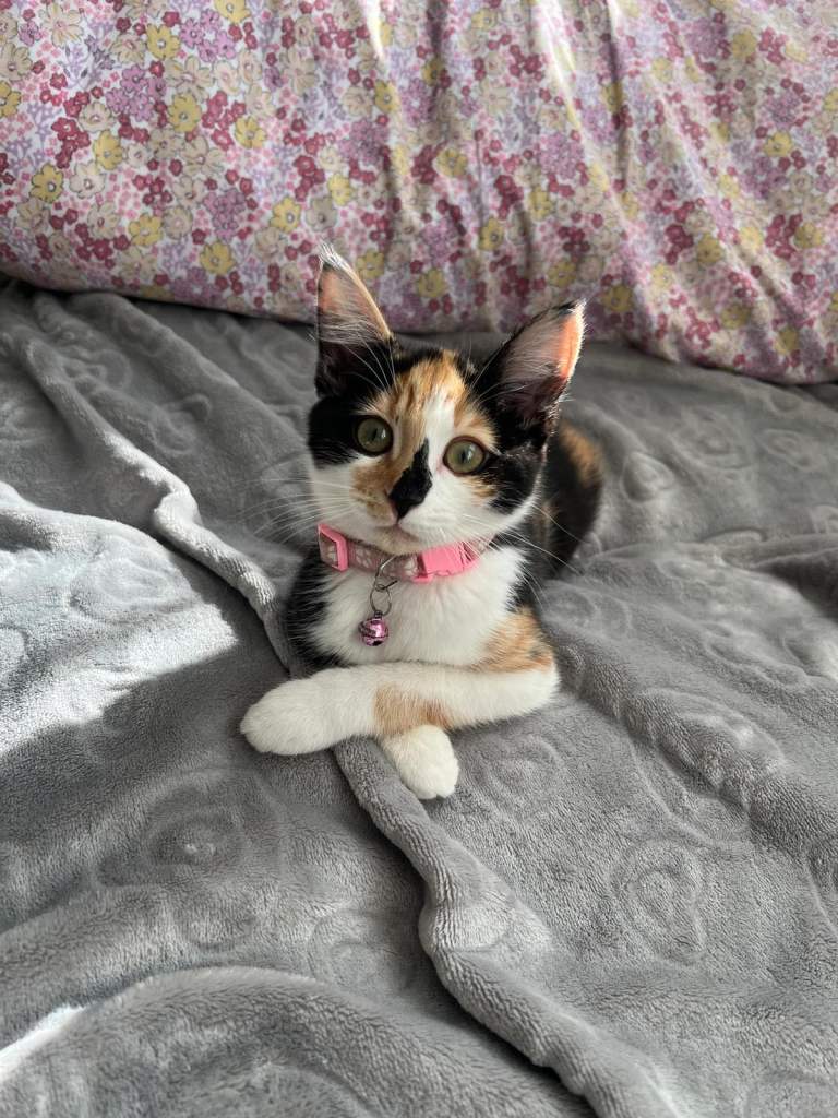 Gorgeous Female Calico Cat 1yo