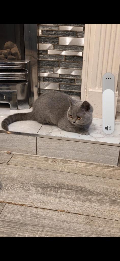Cat for sale 