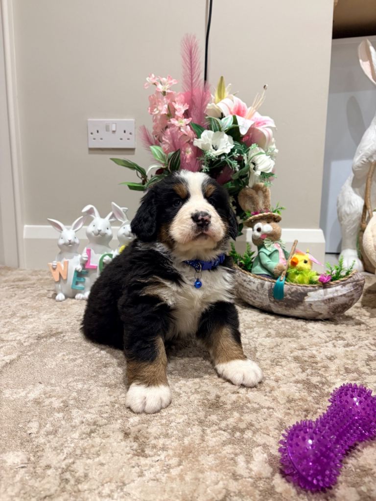 Ikc registered Bernese mountain pups