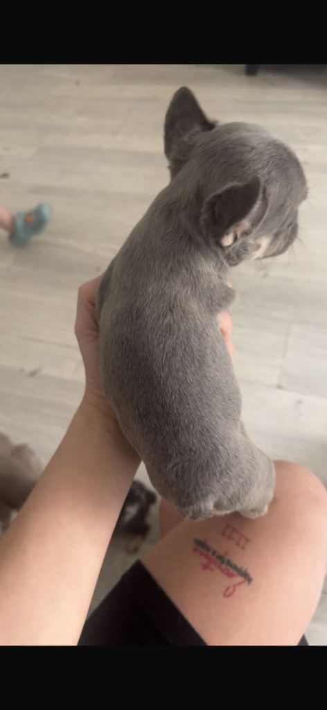 french bulldogs 