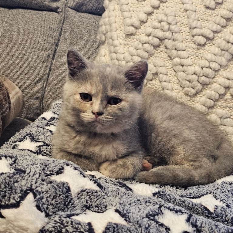 Beautiful GCCF kitten