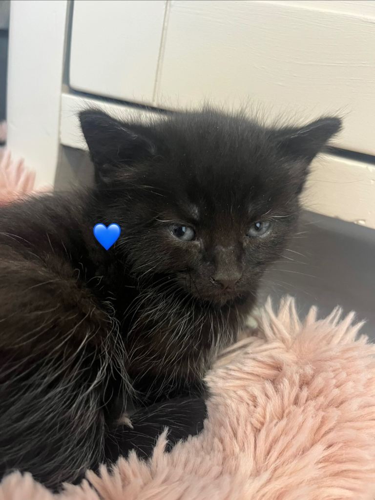 Kittens for sale males 