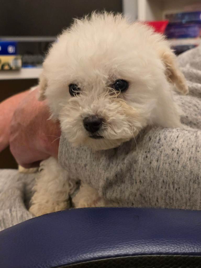 Puppies looking for loving homes 