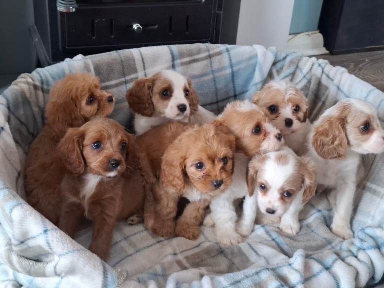 5 cavapoo f1b boys ready to leave 