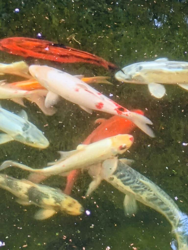 14 large koi for sale due to pond closure