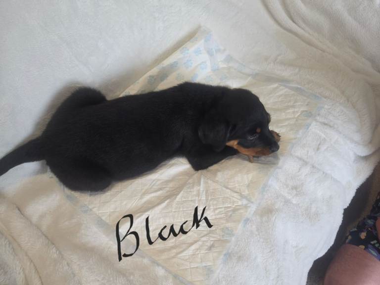 Rottweiler puppies READY NOW!!