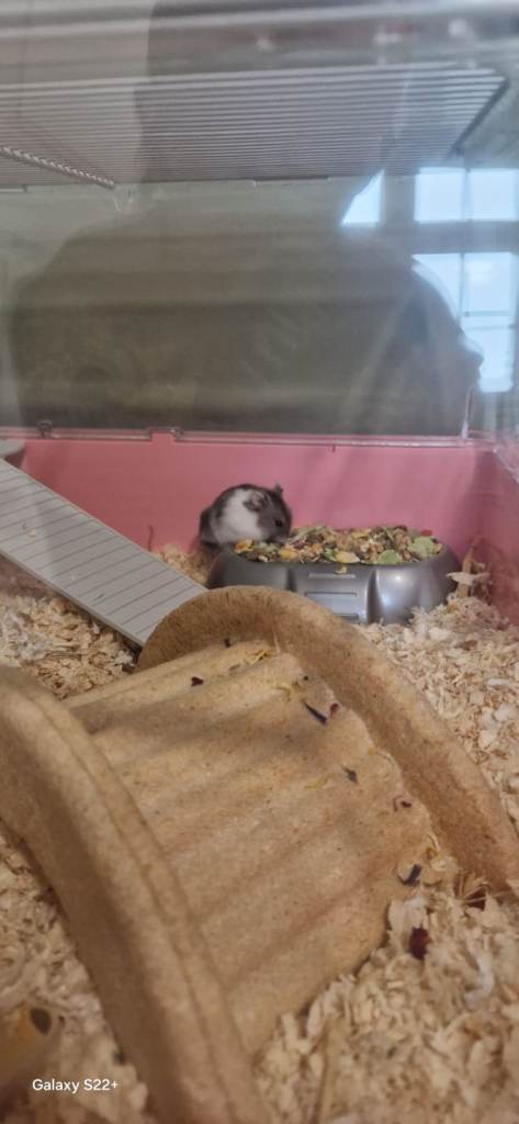 Female Russian dwarf hamster