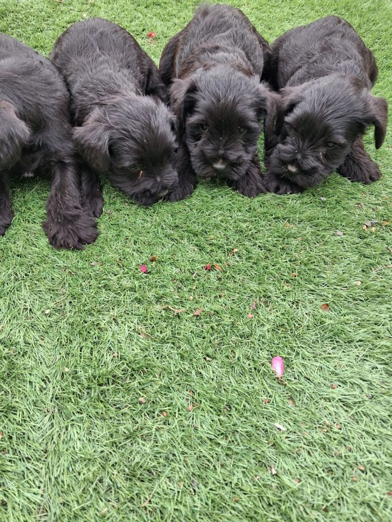 Miniature Schnauzer pups for sale
