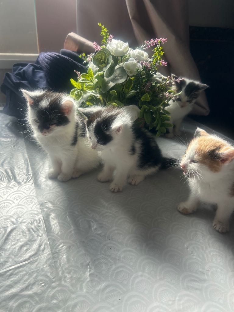 4 beautiful kittens ready to leave 
