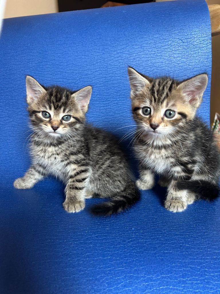 Both kittens reserved