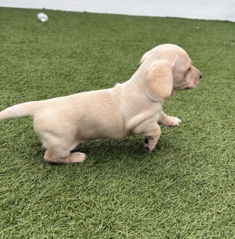 Cream KC miniature dachshunds 
