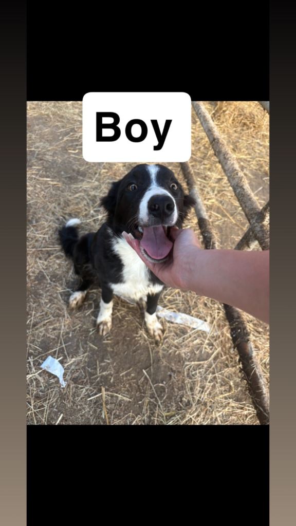 Collie pups for sale 