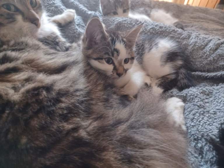 Mix breed kittens ready to go home 